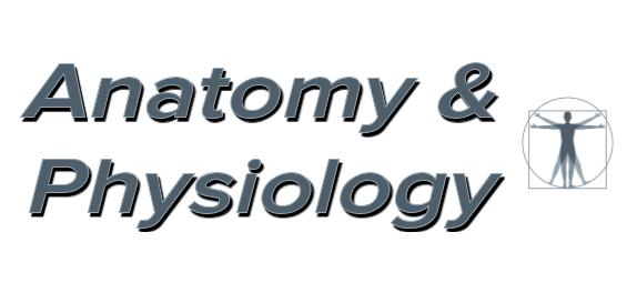 Anatomy Physiology